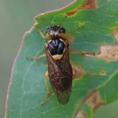 Perga sp. (genus) (Sawfly or Spitfire) at Yarralumla, ACT - 17 Jan 2022 by ConBoekel