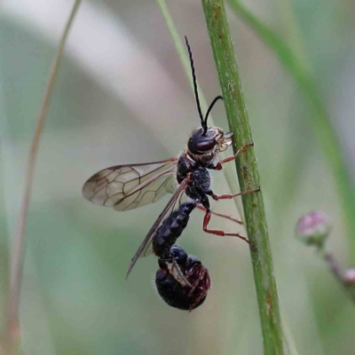 Thynninae (subfamily) (Smooth flower wasp) at Blue Gum Point to Attunga Bay - 17 Jan 2022 by ConBoekel