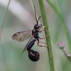 Thynninae (subfamily) at Yarralumla, ACT - 18 Jan 2022