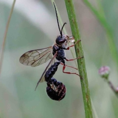 Thynninae (subfamily) at Yarralumla, ACT - 18 Jan 2022