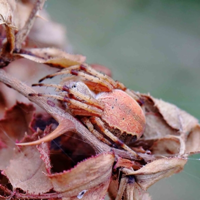 Salsa fuliginata (Sooty Orb-weaver) at Lake Burley Griffin West - 17 Jan 2022 by ConBoekel