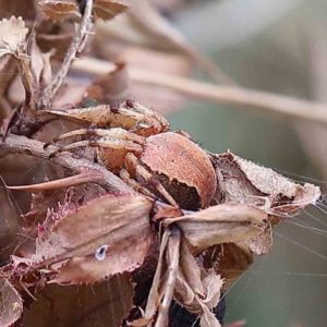 Salsa fuliginata at Yarralumla, ACT - 18 Jan 2022 09:07 AM