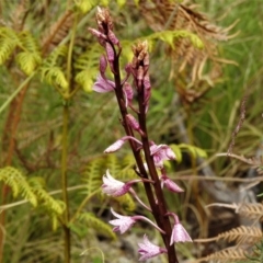 Dipodium roseum (Rosy Hyacinth Orchid) at Tennent, ACT - 21 Jan 2022 by JohnBundock