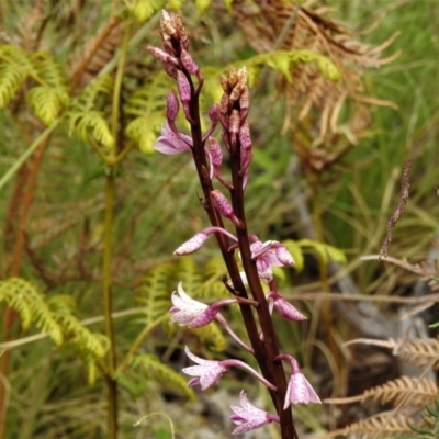 Dipodium roseum (Rosy Hyacinth Orchid) at Namadgi National Park - 20 Jan 2022 by JohnBundock
