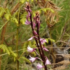 Dipodium roseum (Rosy hyacinth orchid) at Tennent, ACT - 20 Jan 2022 by JohnBundock