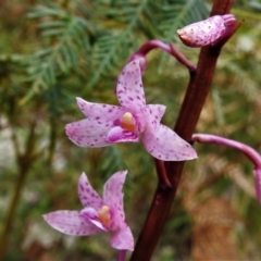 Dipodium roseum at Tennent, ACT - 21 Jan 2022