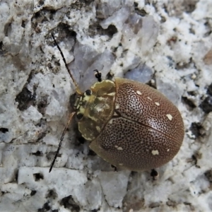 Paropsis aegrota at Tennent, ACT - 21 Jan 2022