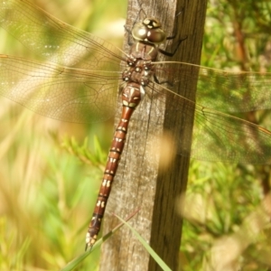 Adversaeschna brevistyla at Murrumbateman, NSW - 21 Jan 2022