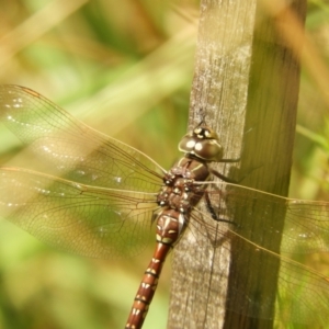 Adversaeschna brevistyla at Murrumbateman, NSW - 21 Jan 2022