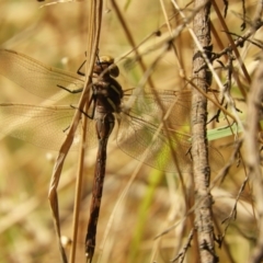 Adversaeschna brevistyla at Murrumbateman, NSW - 21 Jan 2022