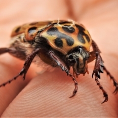 Neorrhina punctata (Spotted flower chafer) at Namadgi National Park - 21 Jan 2022 by JohnBundock