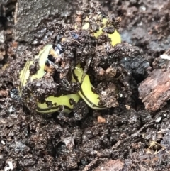 Caenoplana sulphurea at Captains Flat, NSW - 15 Jan 2022