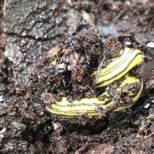 Caenoplana sulphurea at Captains Flat, NSW - 15 Jan 2022