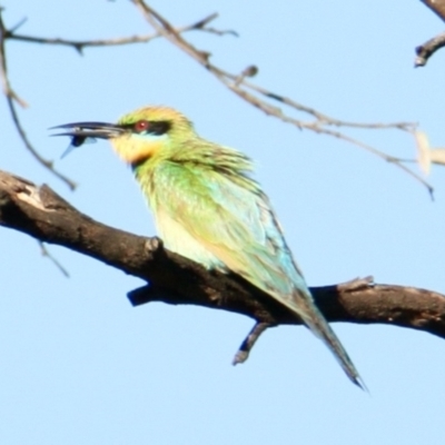 Merops ornatus (Rainbow Bee-eater) at Albury - 21 Jan 2022 by PaulF