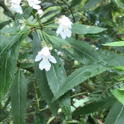 Prostanthera lasianthos (Victorian Christmas Bush) at Tallaganda State Forest - 15 Jan 2022 by Tapirlord