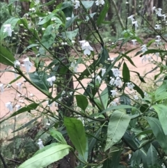 Prostanthera lasianthos at Captains Flat, NSW - 15 Jan 2022