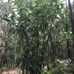 Prostanthera lasianthos at Captains Flat, NSW - 15 Jan 2022