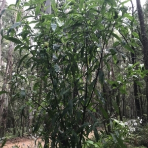 Prostanthera lasianthos at Captains Flat, NSW - 15 Jan 2022 11:19 AM