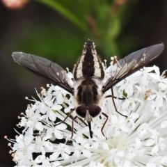 Trichophthalma nicholsoni (Nicholson's tangle-veined fly) at Namadgi National Park - 21 Jan 2022 by JohnBundock