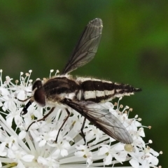 Trichophthalma nicholsoni at Tennent, ACT - 21 Jan 2022 11:35 AM