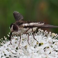 Trichophthalma nicholsoni at Tennent, ACT - 21 Jan 2022 11:35 AM