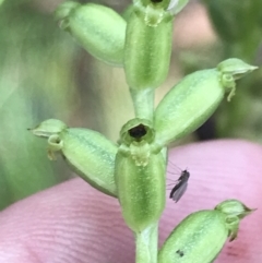 Microtis unifolia (Common Onion Orchid) at Captains Flat, NSW - 15 Jan 2022 by Tapirlord