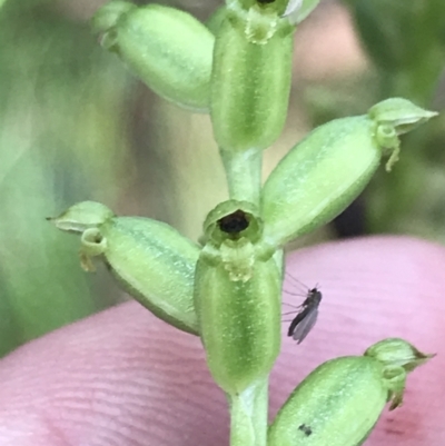 Microtis unifolia (Common Onion Orchid) at Captains Flat, NSW - 15 Jan 2022 by Tapirlord