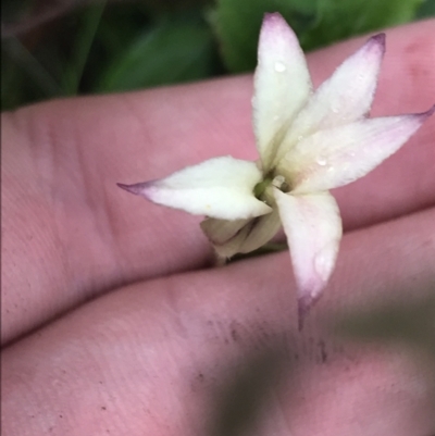 Billardiera mutabilis (Climbing Apple Berry, Apple Berry, Snot Berry, Apple Dumblings, Changeable Flowered Billardiera) at QPRC LGA - 15 Jan 2022 by Tapirlord