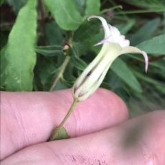 Billardiera mutabilis at Captains Flat, NSW - 15 Jan 2022