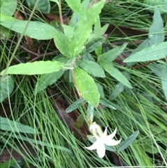 Billardiera mutabilis at Captains Flat, NSW - 15 Jan 2022