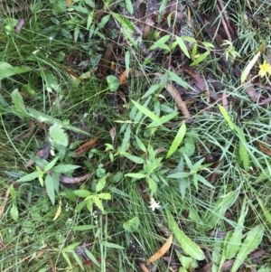 Billardiera mutabilis at Captains Flat, NSW - 15 Jan 2022