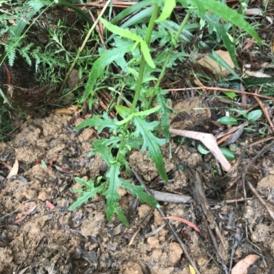 Senecio hispidulus (Hill Fireweed) at Tallaganda State Forest - 15 Jan 2022 by Tapirlord