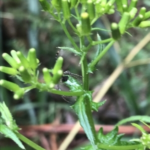 Senecio hispidulus at Captains Flat, NSW - 15 Jan 2022