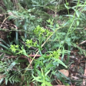 Senecio hispidulus at Captains Flat, NSW - 15 Jan 2022