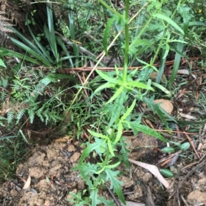 Senecio hispidulus at Captains Flat, NSW - 15 Jan 2022