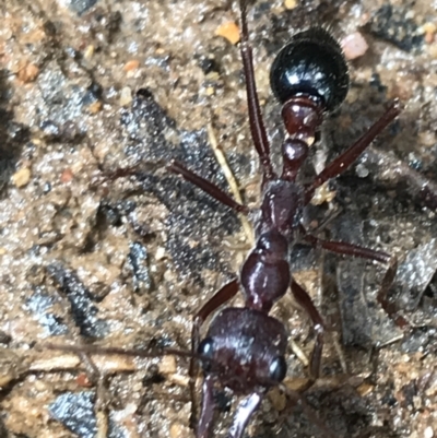 Myrmecia forficata (A Bull ant) at Tallaganda State Forest - 15 Jan 2022 by Tapirlord
