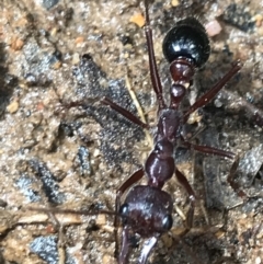 Myrmecia forficata (A Bull ant) at Tallaganda State Forest - 15 Jan 2022 by Tapirlord