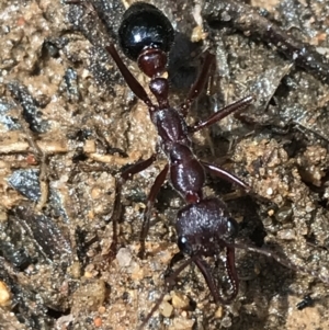 Myrmecia forficata at Captains Flat, NSW - 15 Jan 2022