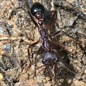 Myrmecia forficata at Captains Flat, NSW - 15 Jan 2022