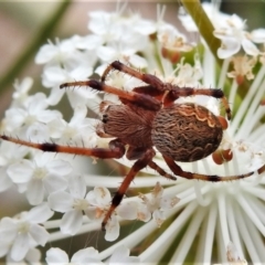 Cyclosa fuliginata (species-group) (An orb weaving spider) at Tennent, ACT - 21 Jan 2022 by JohnBundock