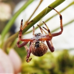 Salsa fuliginata at Tennent, ACT - 21 Jan 2022 11:45 AM