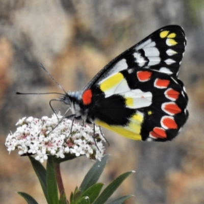 Delias aganippe (Spotted Jezebel) at Namadgi National Park - 21 Jan 2022 by JohnBundock