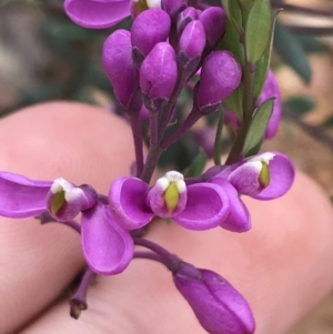 Comesperma ericinum at Captains Flat, NSW - 15 Jan 2022 12:07 PM