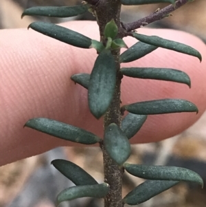 Comesperma ericinum at Captains Flat, NSW - 15 Jan 2022 12:07 PM