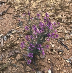 Comesperma ericinum at Captains Flat, NSW - 15 Jan 2022 12:07 PM