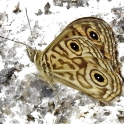 Geitoneura acantha (Ringed Xenica) at Namadgi National Park - 21 Jan 2022 by JohnBundock