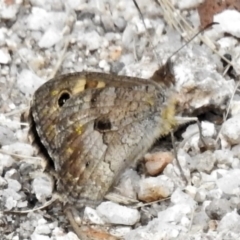 Geitoneura klugii (Marbled Xenica) at Tennent, ACT - 21 Jan 2022 by JohnBundock