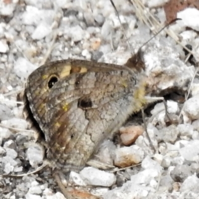 Geitoneura klugii (Marbled Xenica) at Namadgi National Park - 21 Jan 2022 by JohnBundock