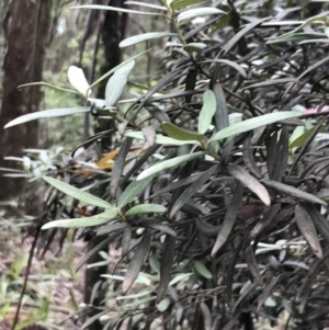 Elaeocarpus holopetalus at Harolds Cross, NSW - 15 Jan 2022