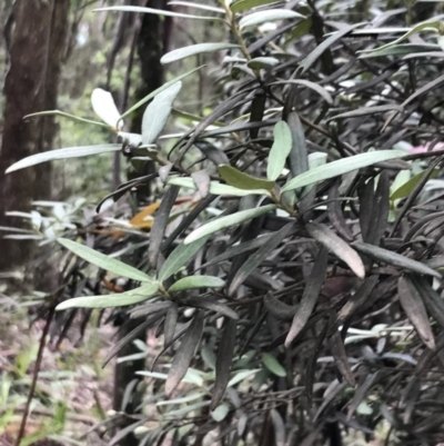 Elaeocarpus holopetalus (Black Olive Berry) at Tallaganda National Park - 15 Jan 2022 by Tapirlord